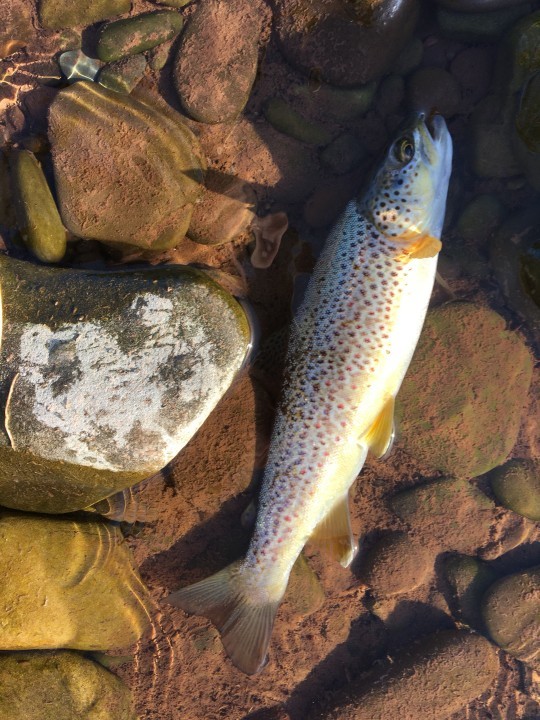 Dinas trout - Mike Emms from Evesham